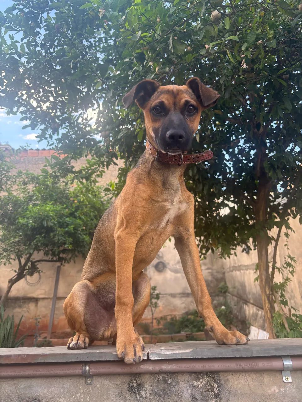 Doação de cachorro 