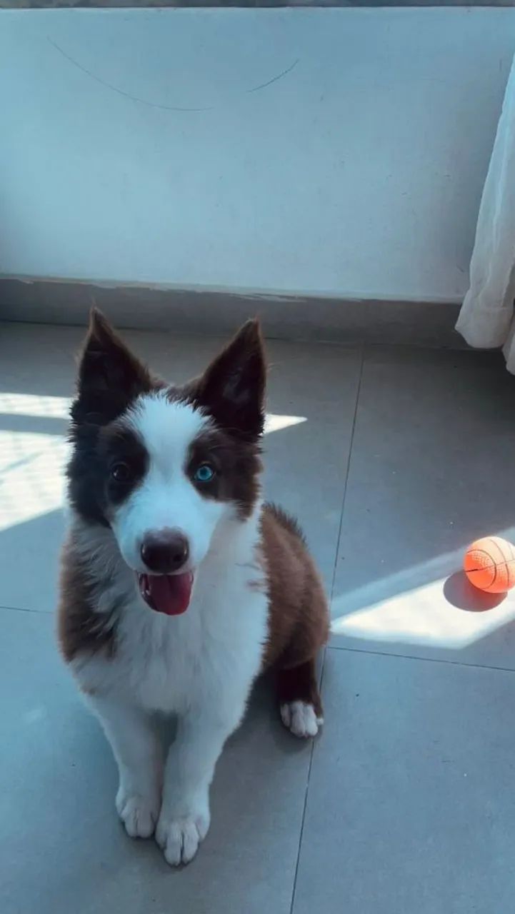 Filhote de Border Collie Puro