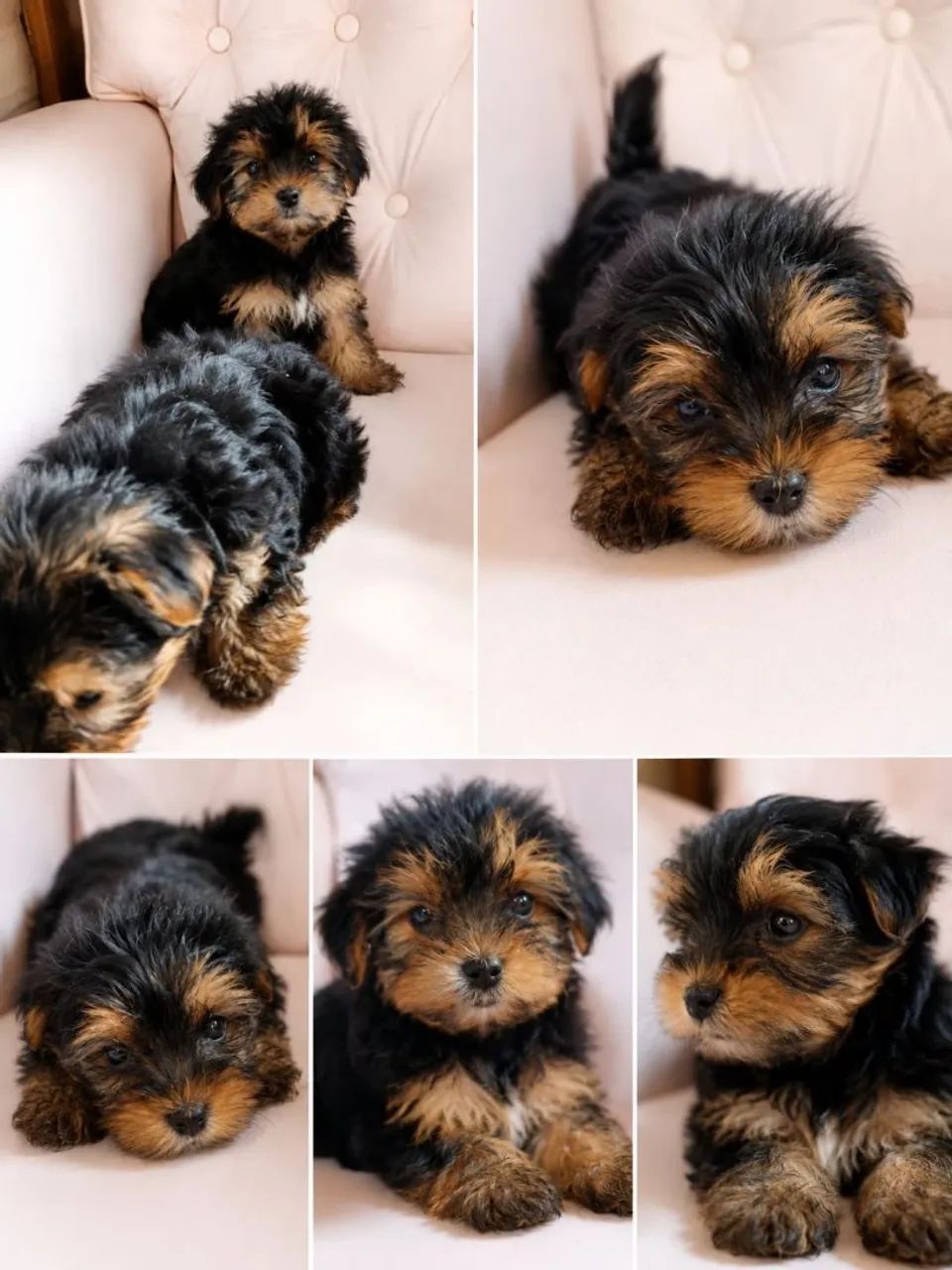 Yorkshire Terrier Filhote 