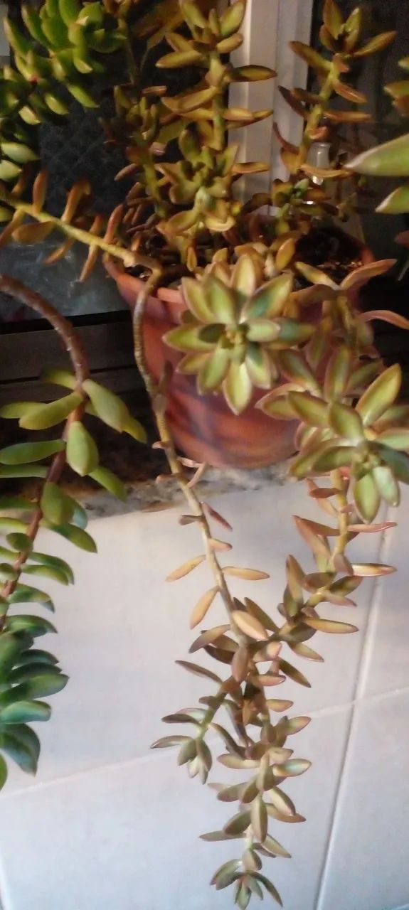 Suculentas bem formadas Ja com flores  - Foto 5