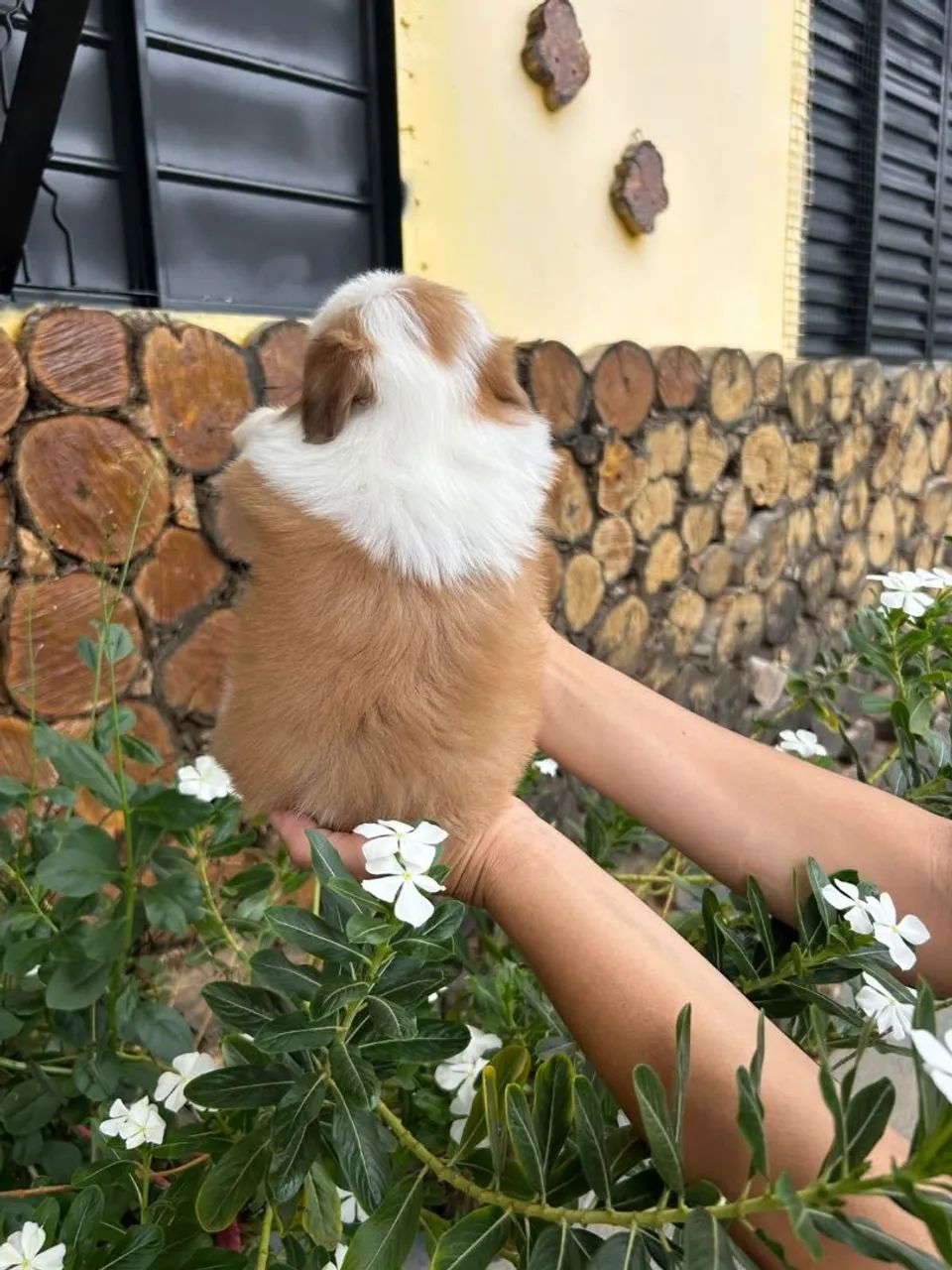 Shihtzu  - Foto 3