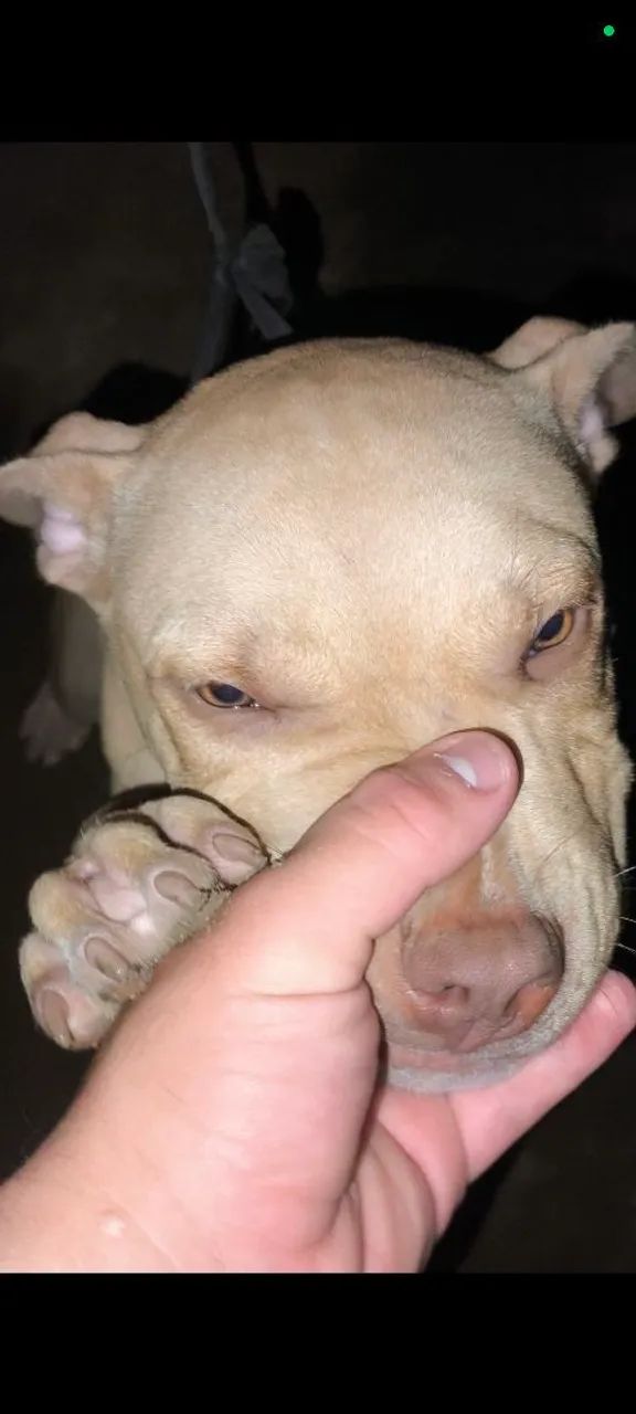 Filhote de Pitbull  - Foto 3