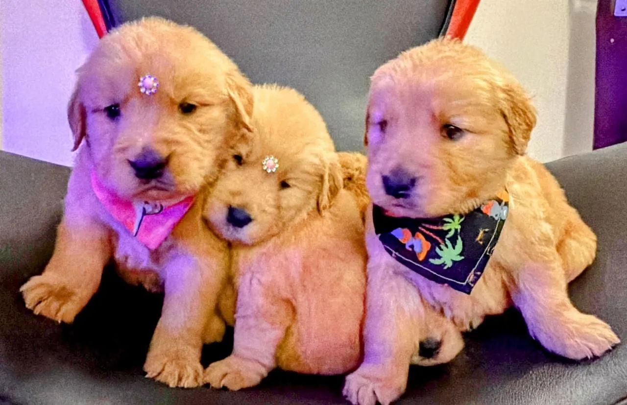 Golden Retriever, microchipados e pais com pedigree 