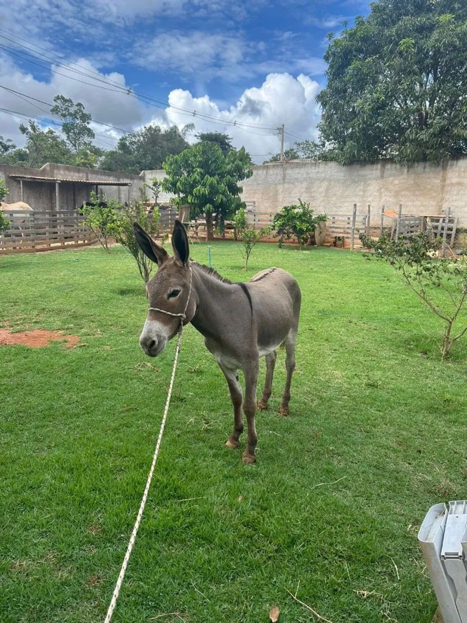 Jumenta extra  - Foto 2