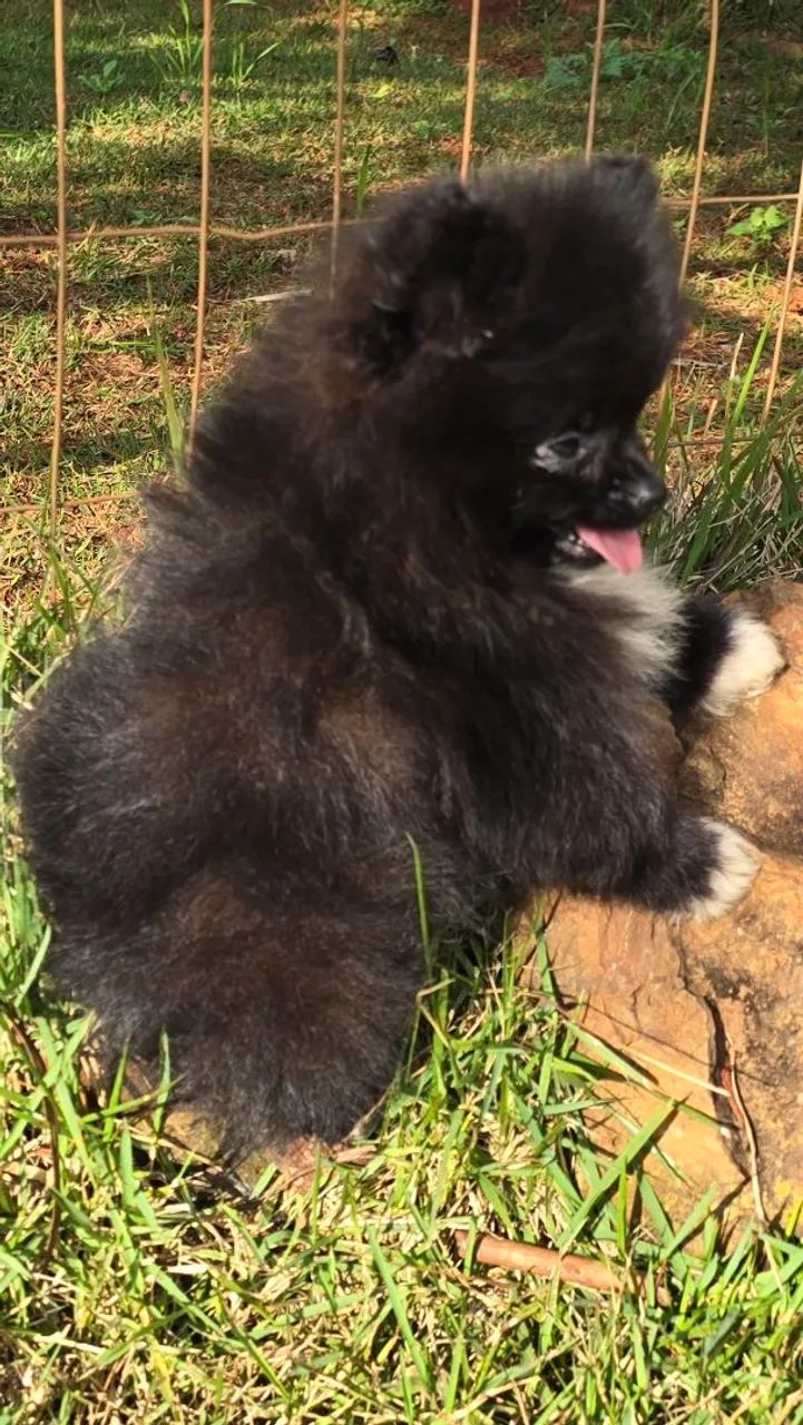 Spitz alemão machinho  - Foto 4