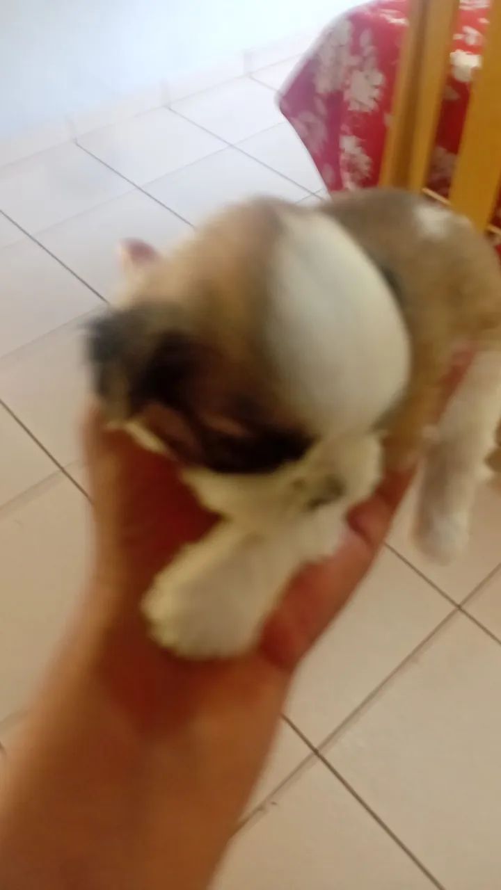 Shitzu micro  - Foto 2
