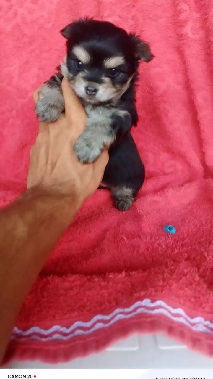 Lindo yorkshire machinho 