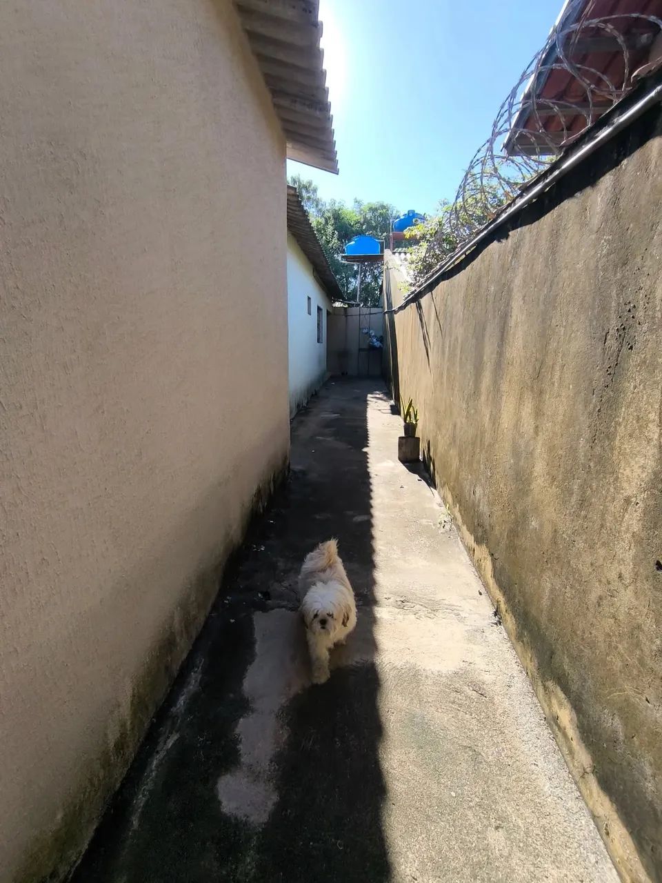 Lote Com 3 Casas Para Gerar Renda No Jardim Olimpico - Foto 5