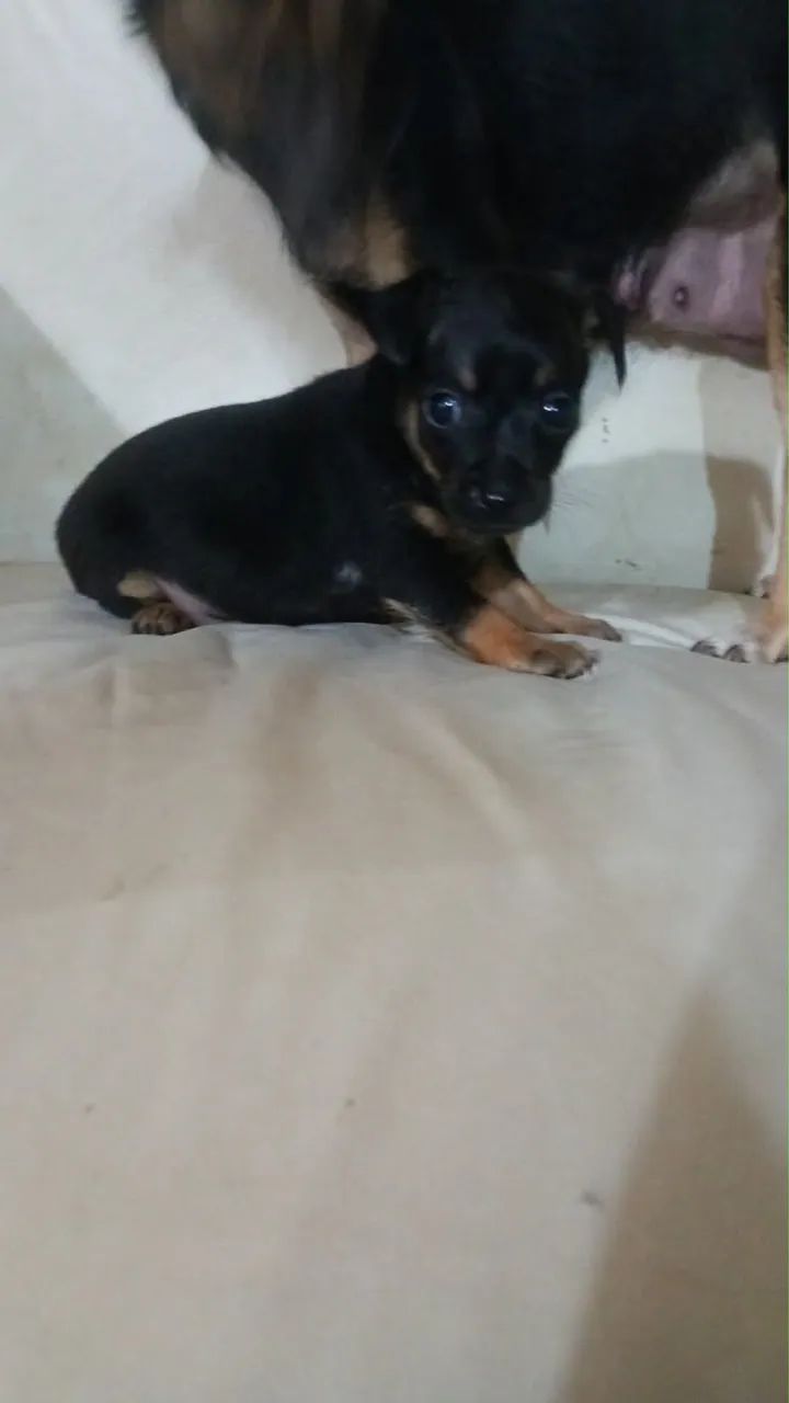 Pincho miniatura puro 