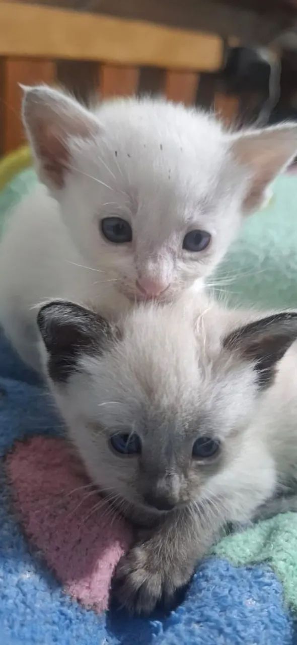 Gatinhos bebes - Foto 2