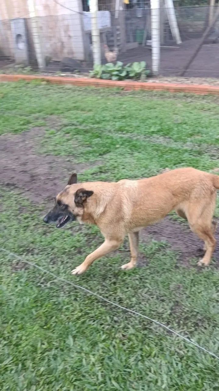 Adoção responsável Pastora Malinois - Foto 2