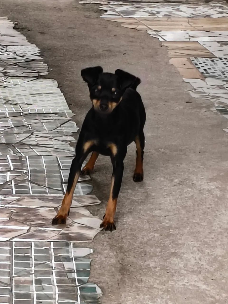 Pinscher 1 - Foto 3