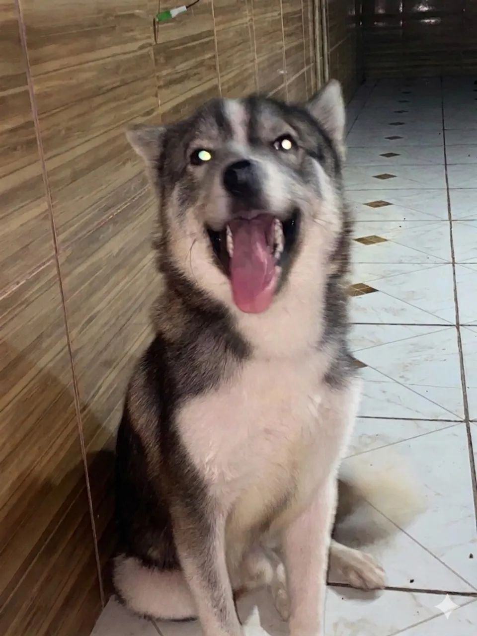 1 ano