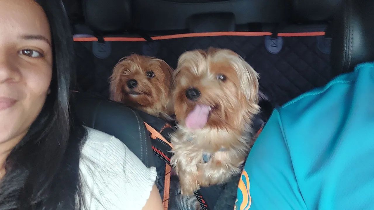 Yorkshire Terrier Fêmea e Macho - Foto 4