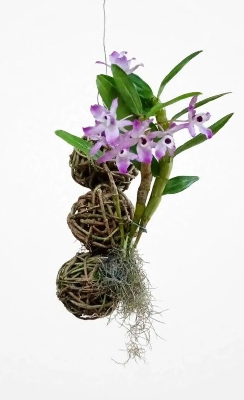 Esferas d cipó com orquídeas  - Foto 2