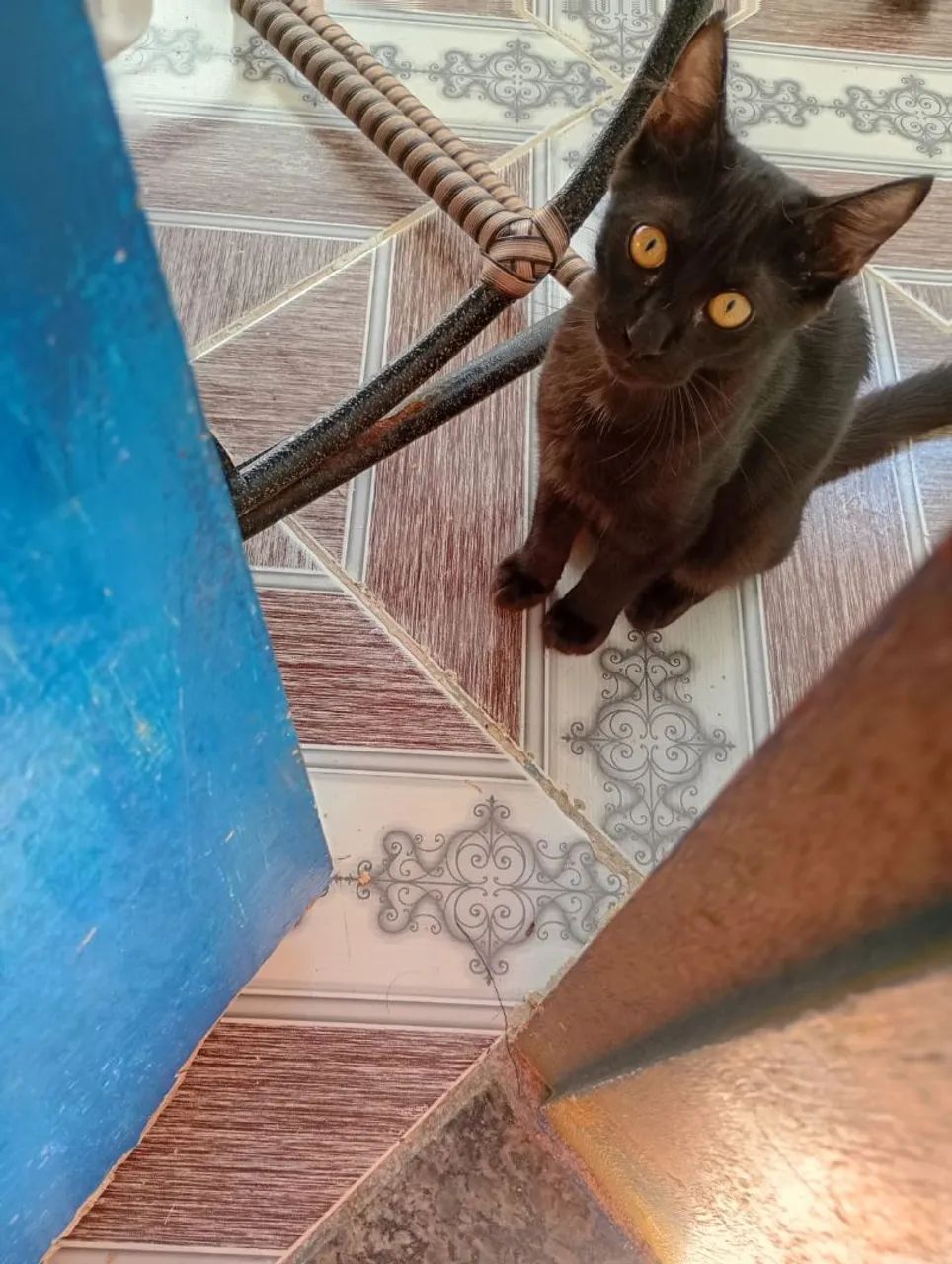 Gato Adoção.