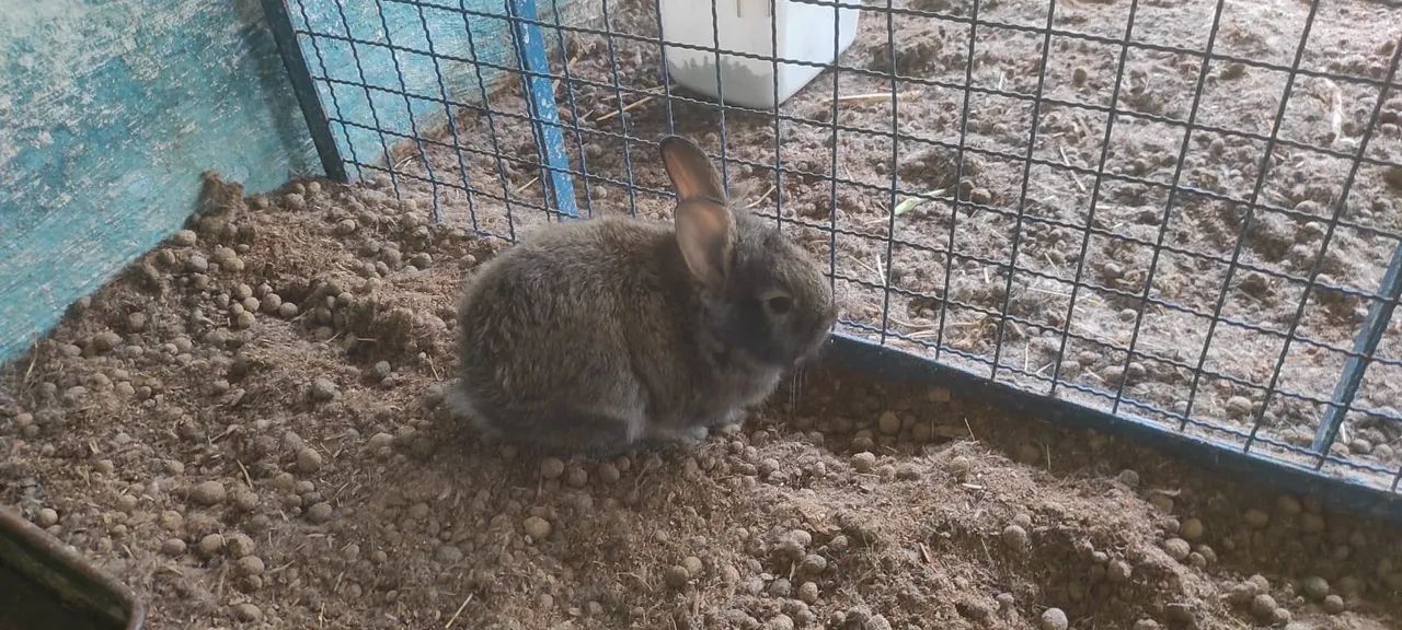 Lindos filhotinhos de coelhos!  - Foto 3