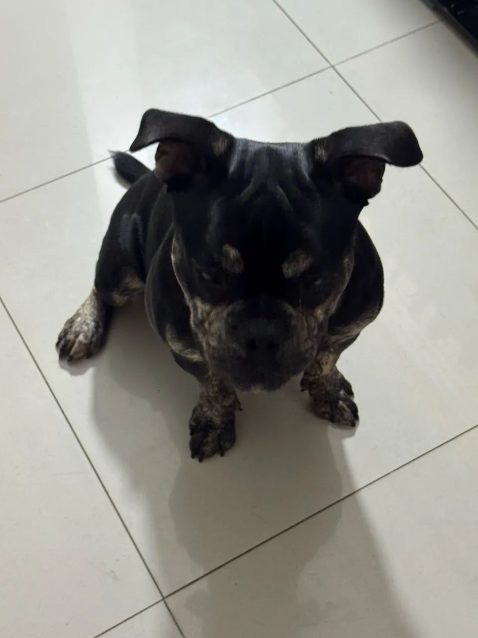 American bully micro