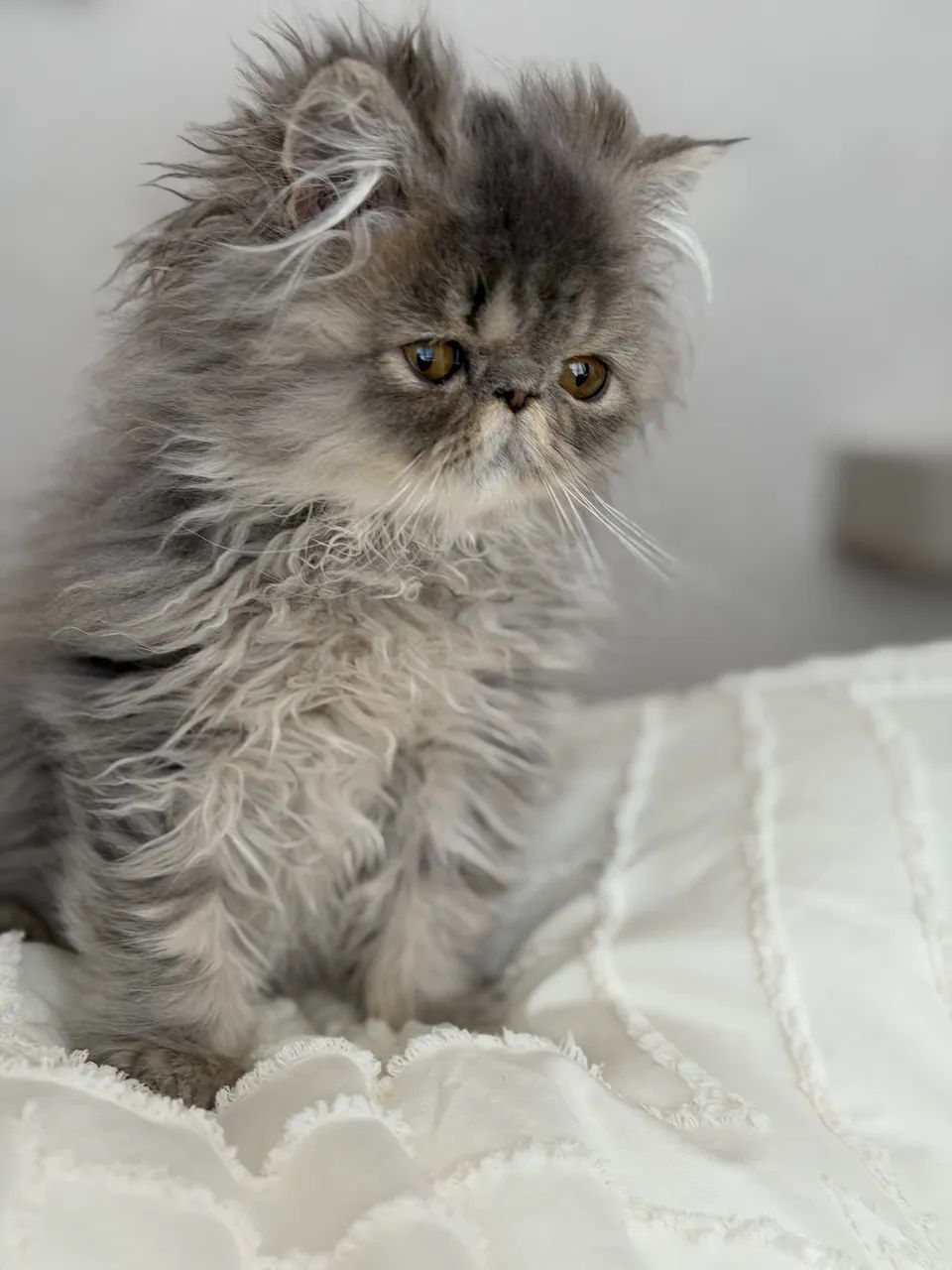 Gato Persa Linhagem Pura - Foto 3