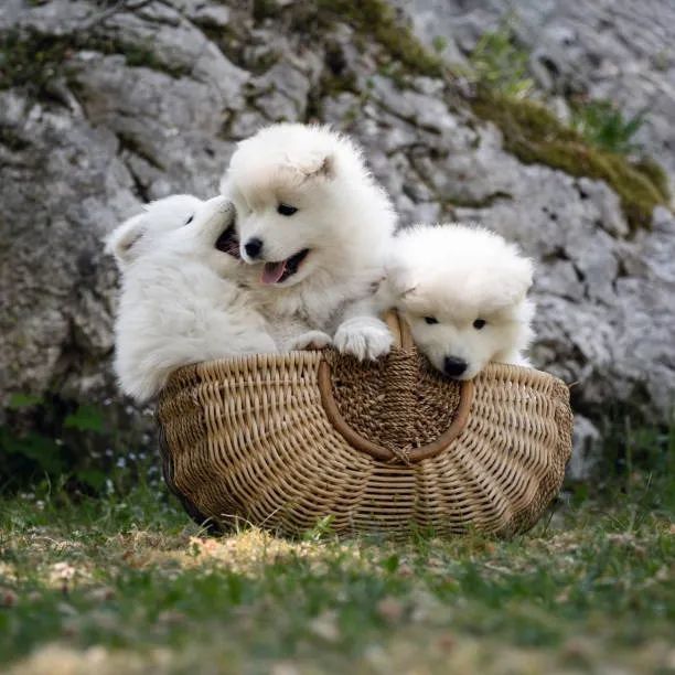 Filhotes de Chow Chow Lindos e Dóceis