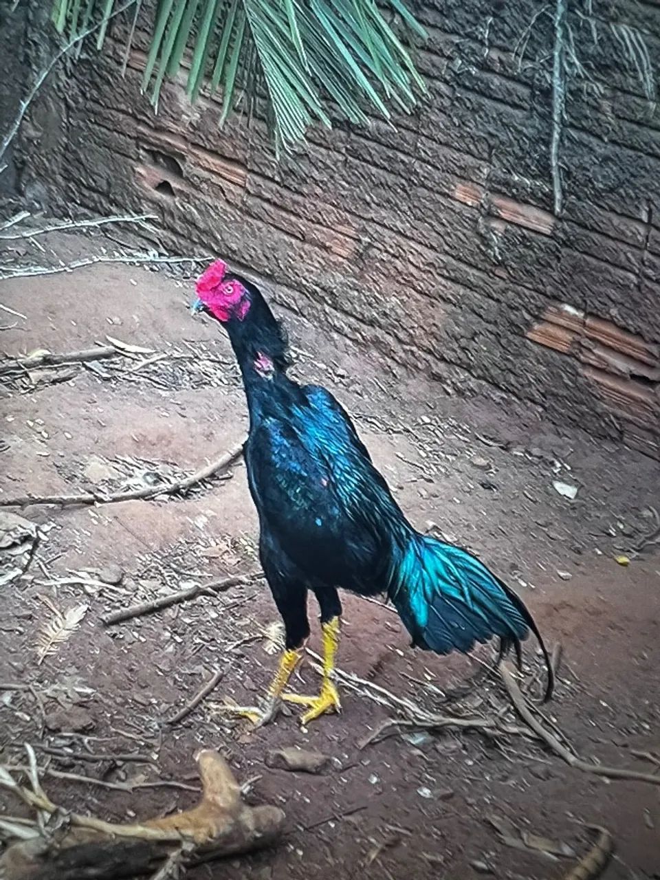 Frango índio  - Foto 3