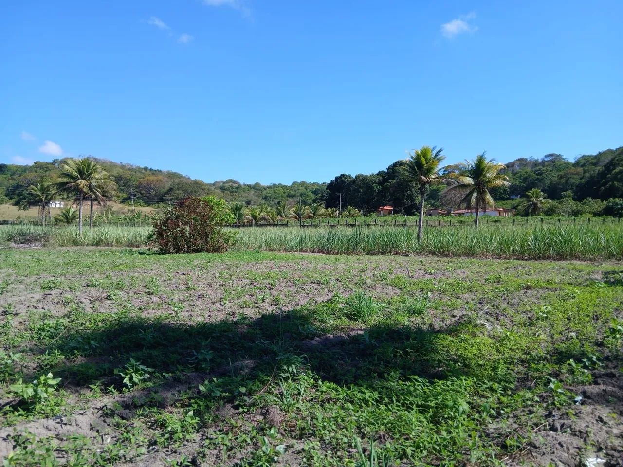 Sítio com 9 hectares de terra 90.000 m. Quadrado. Com água dentro  - Foto 4