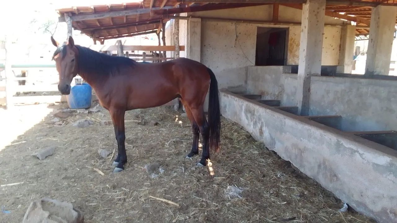 Cavalo QM - Foto 2