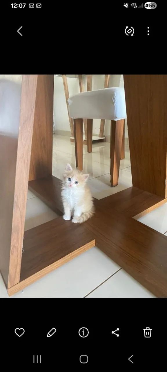 Gato persa