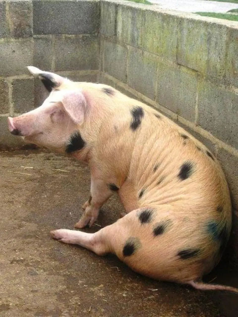 Cabrito e porco - Foto 5