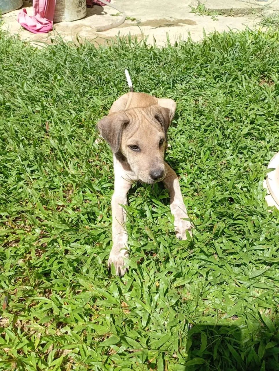 Cachorrinha para adoção. - Foto 2