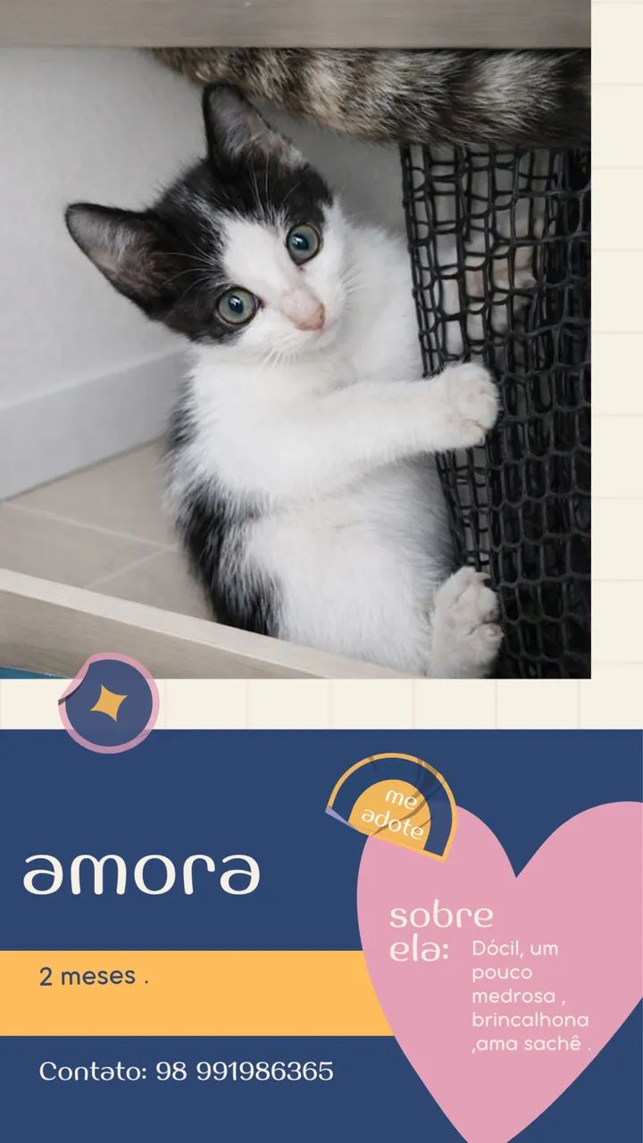 Gatinhos para adoção responsável  - Foto 2