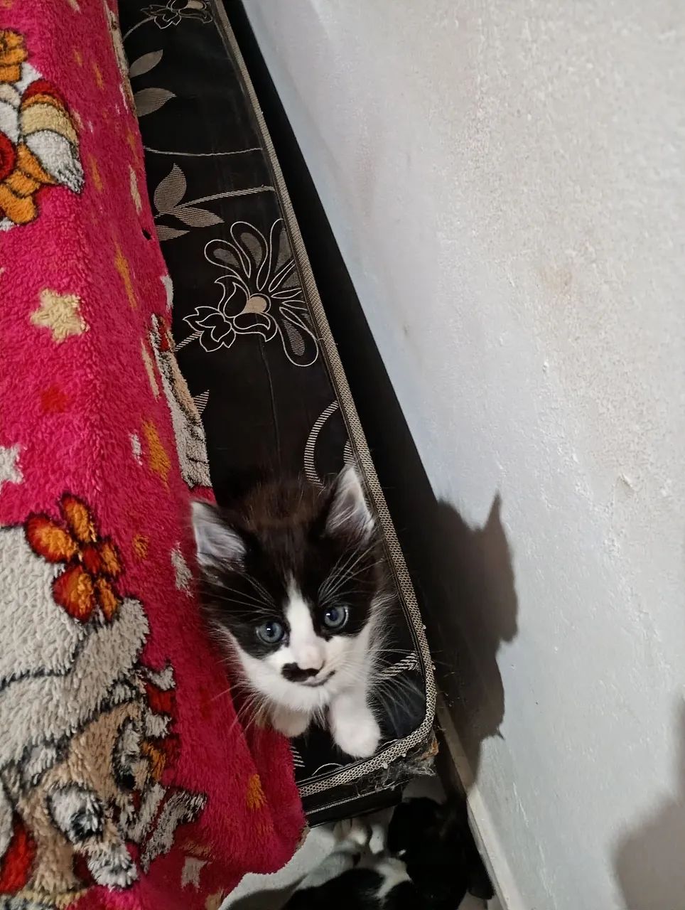 Doação de gatinhos  - Foto 4