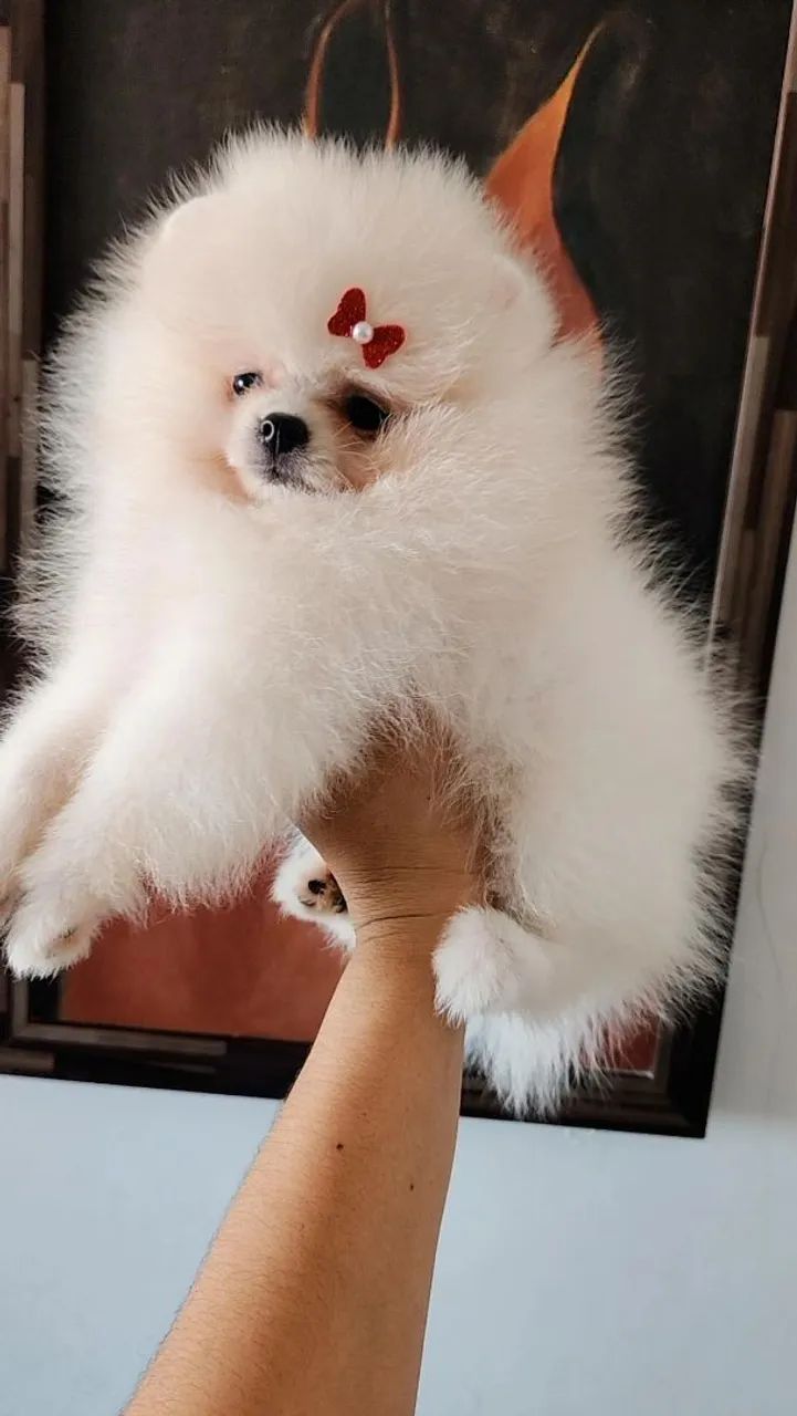 Spitz Alemão Anão/Lulu da Pomerânia 
