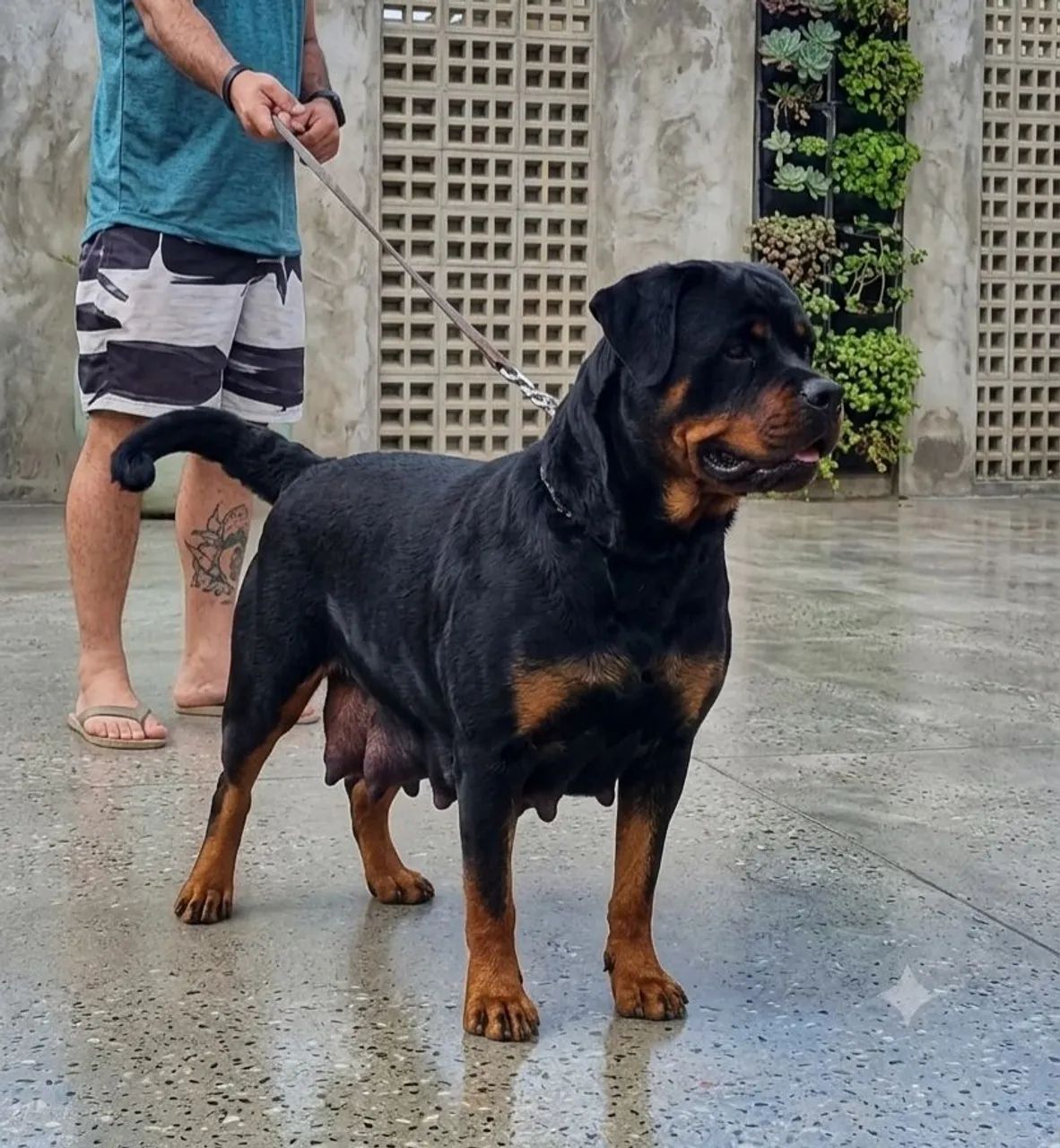 Super Ninhada de Rottweiler  - Foto 4