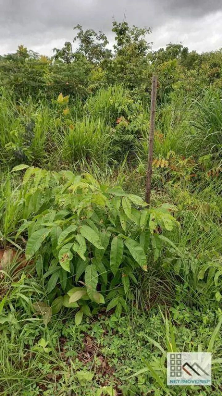 FAZENDA (324 Hectares), EM VARGEM GRANDE MT - Foto 5