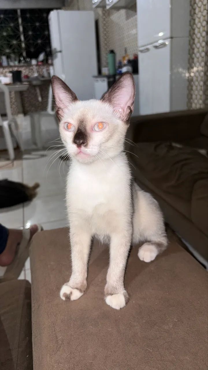 Doa se gato