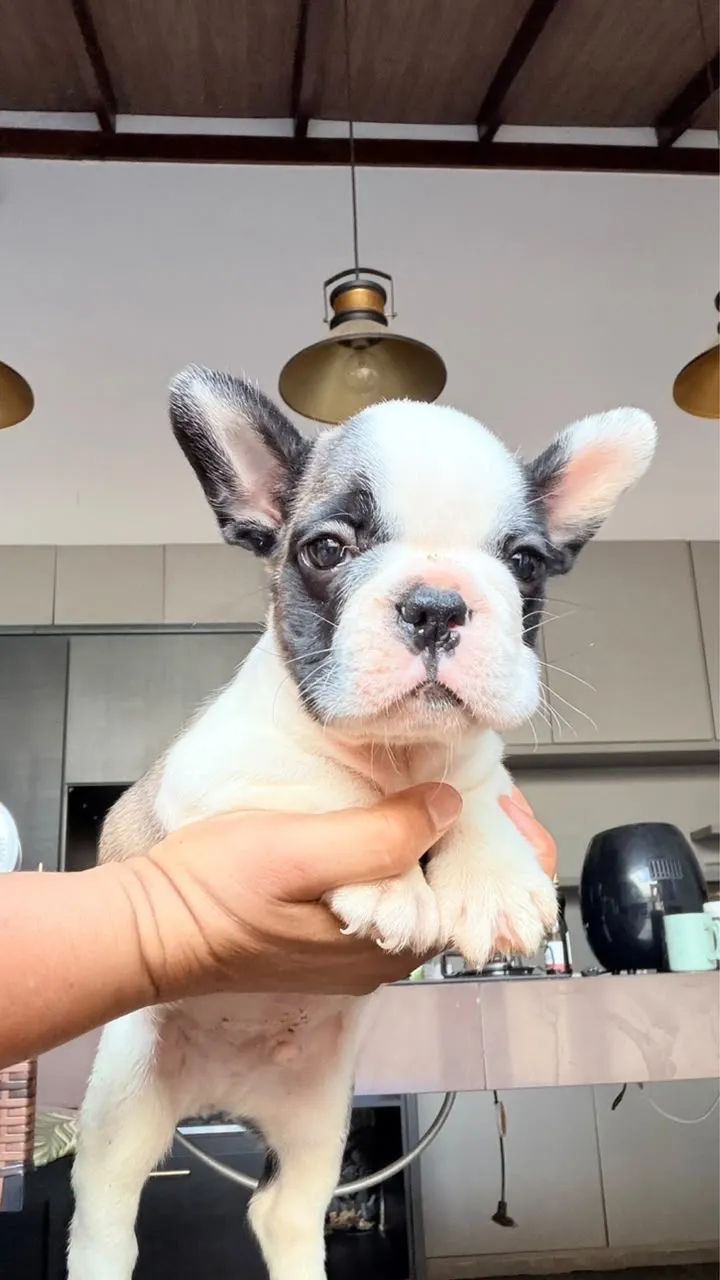 Cachorro  - Foto 3