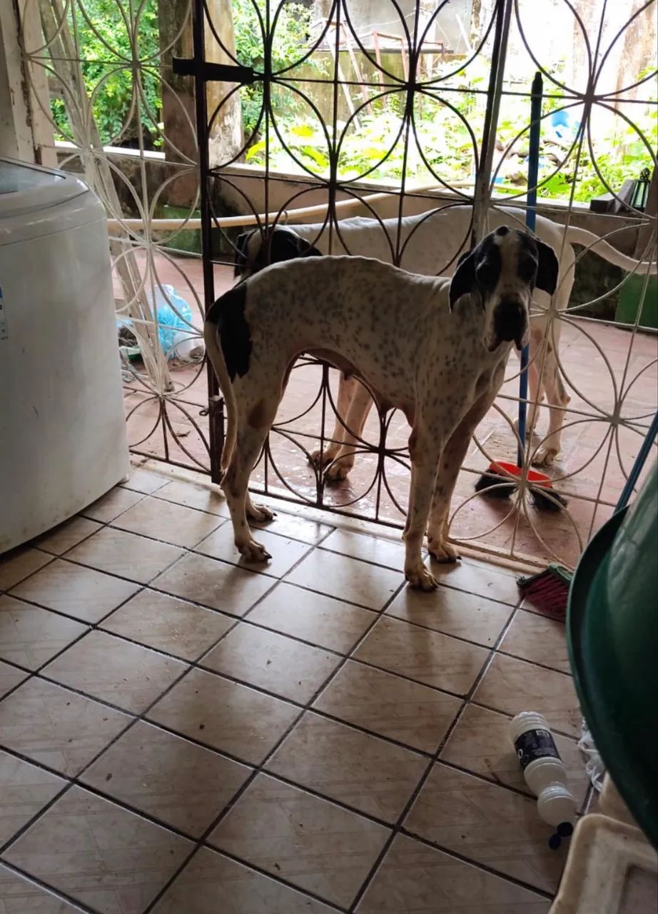 Dogue Alemão  - Foto 5