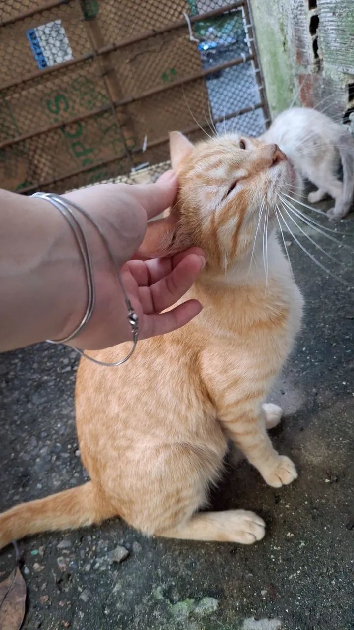 Gatinhas para adoção responsável  - Foto 2