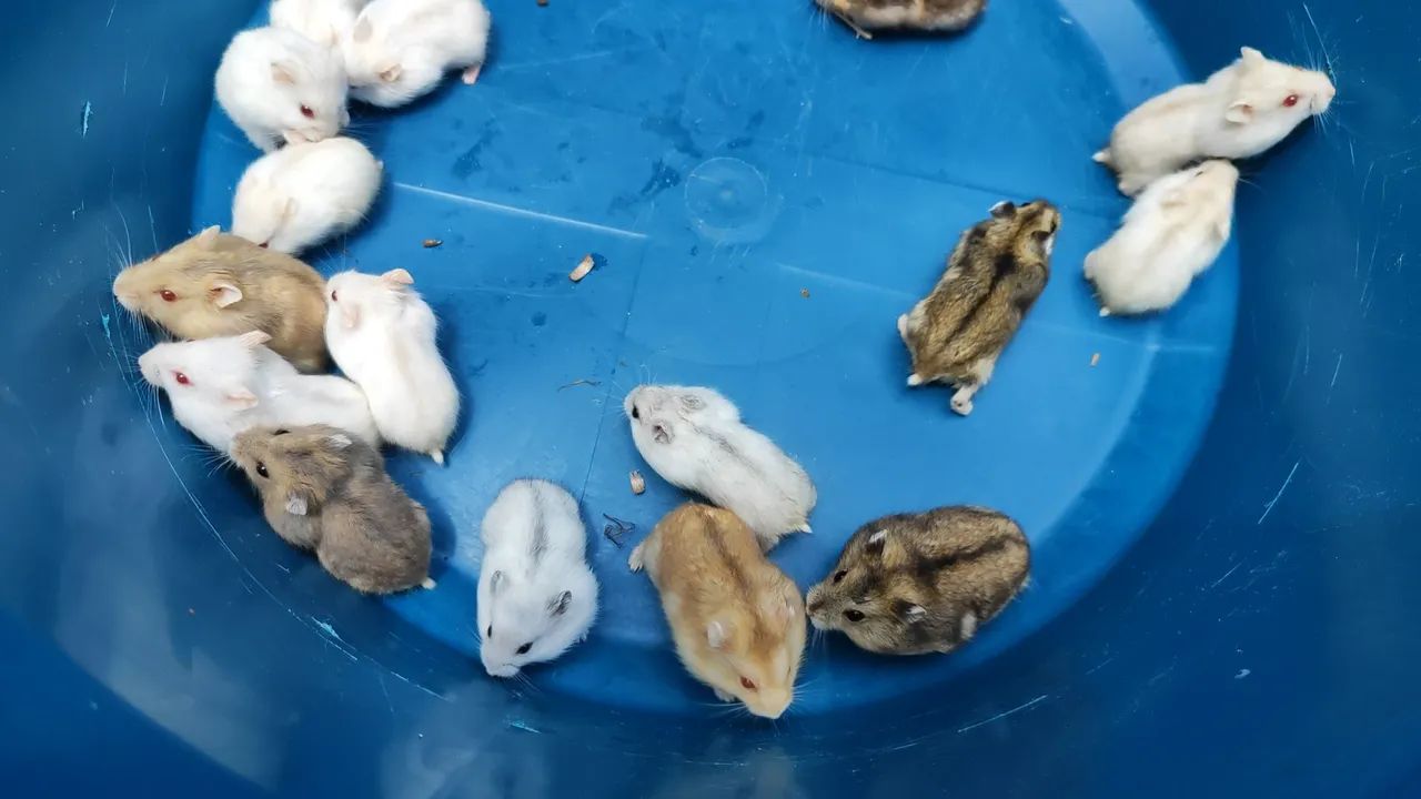 Hamster Anão Russo439275016244449283