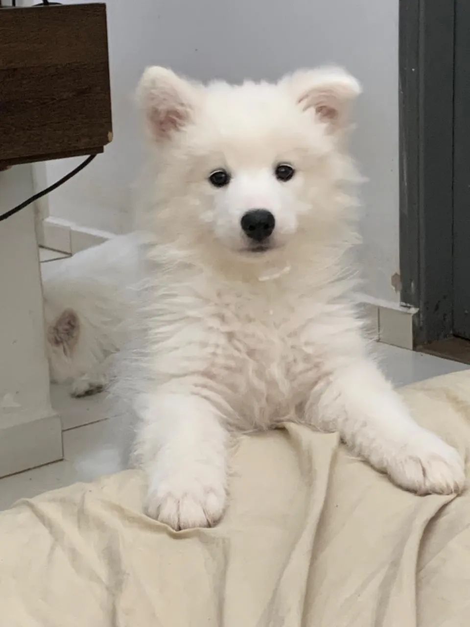Filhote de samoieda fêmea  - Foto 3