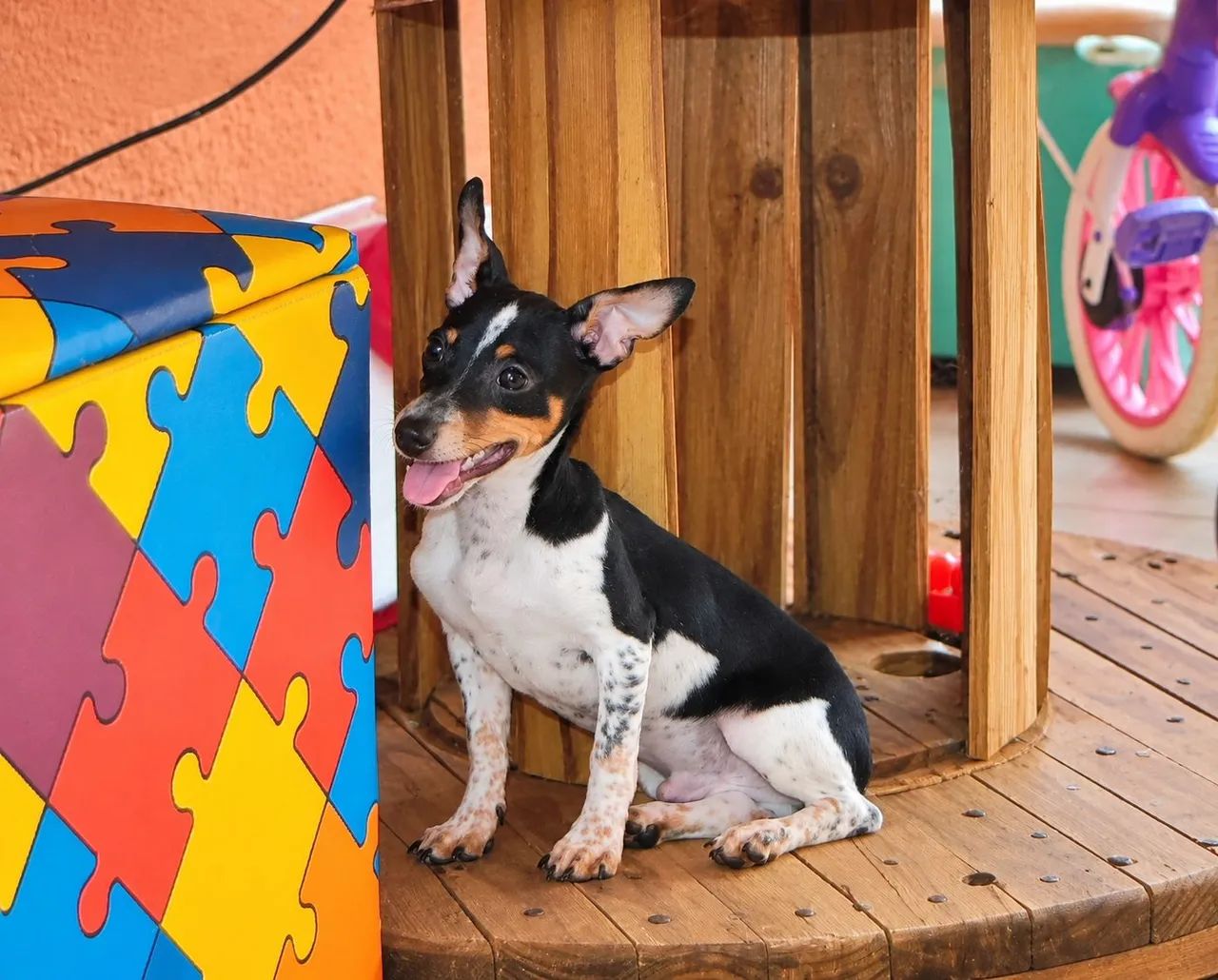 Pinscher (macho) - Foto 2