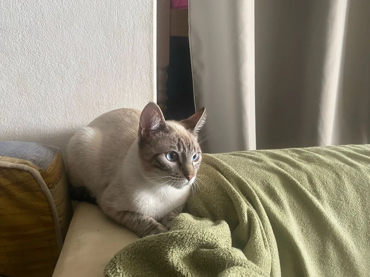 Doa-se gato persa - Foto 4