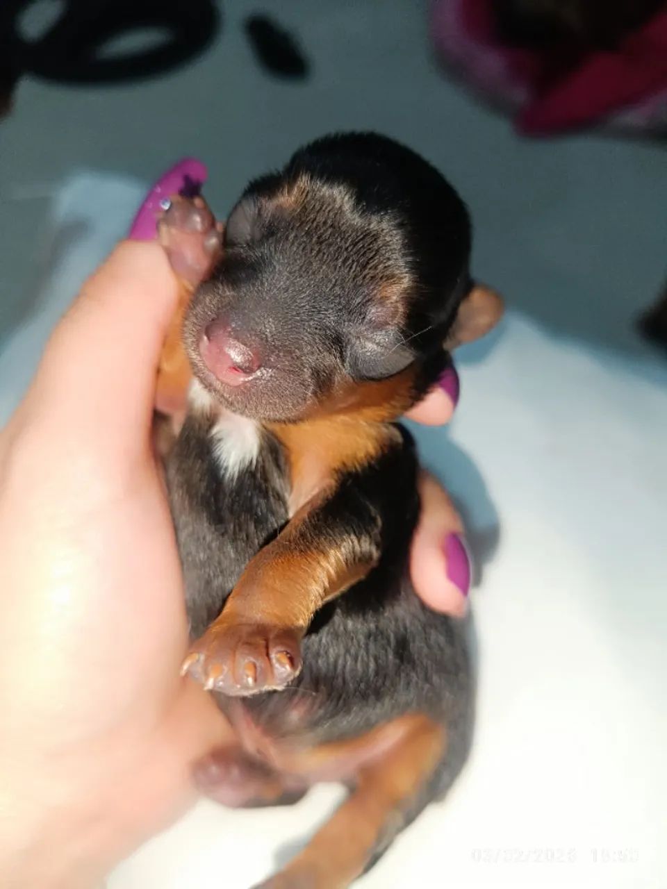 Yorkshires recém nascidos