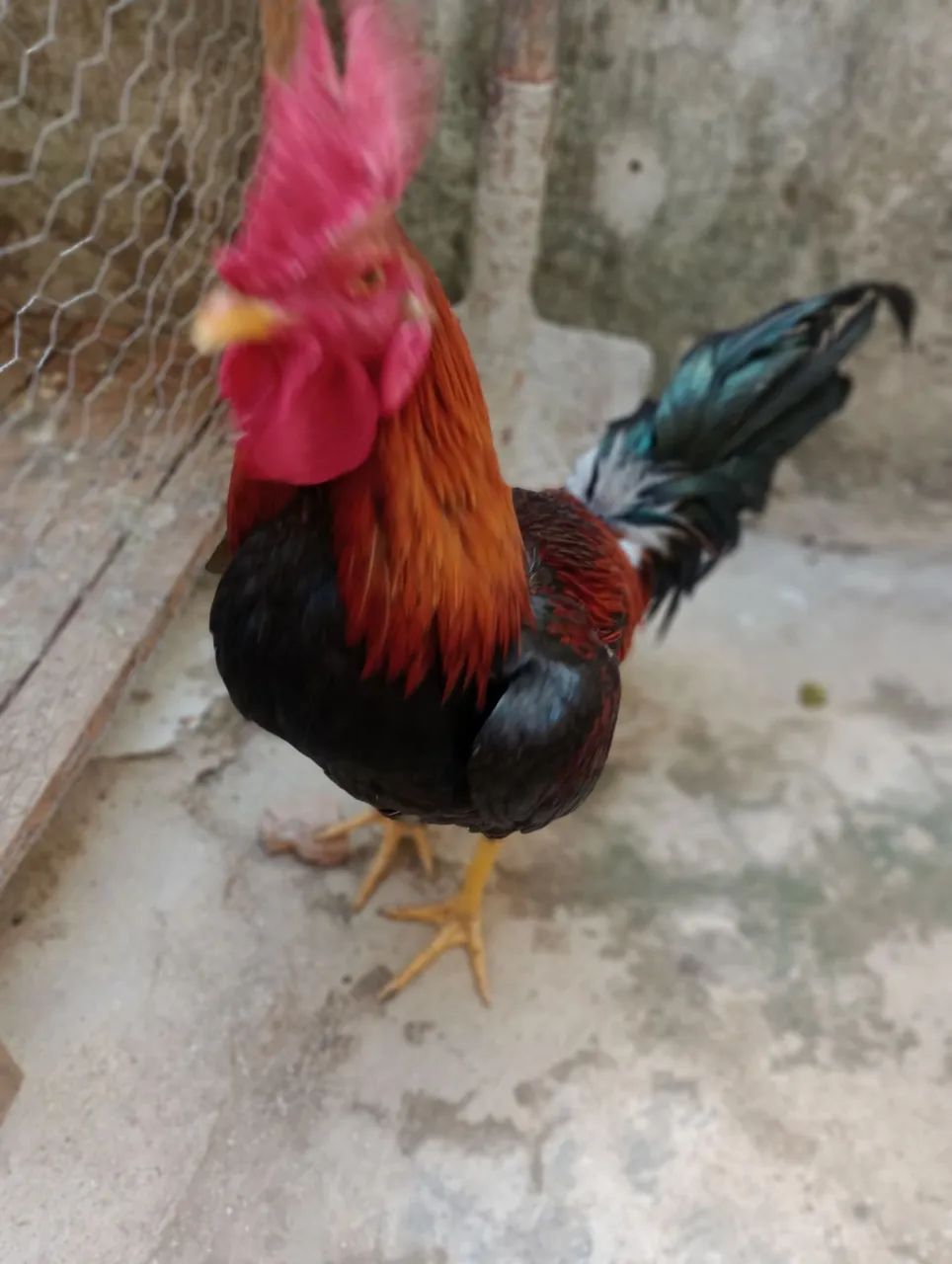 Galo - Foto 4