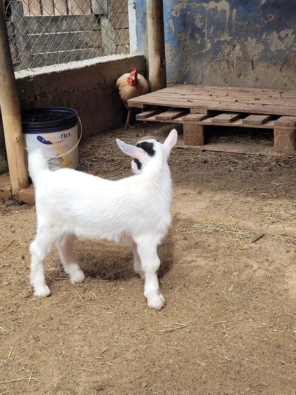 Mini cabras - Foto 3