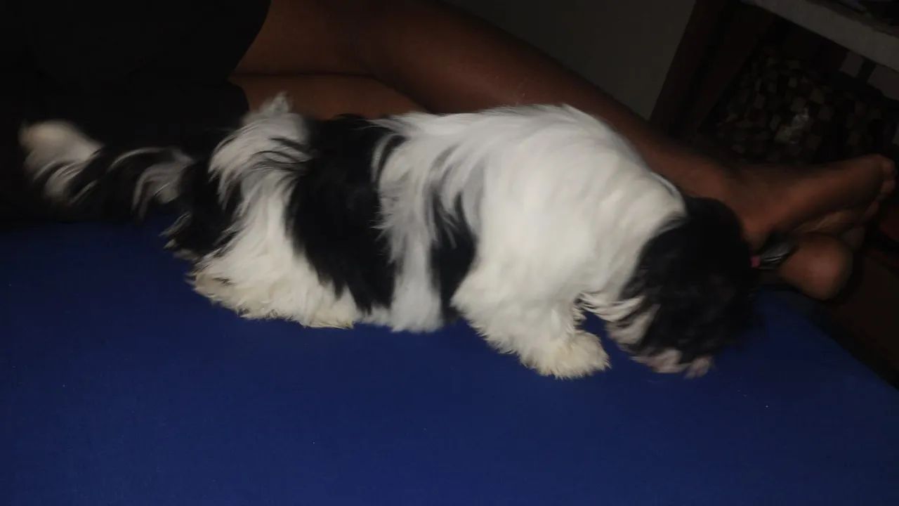 Cachorro 