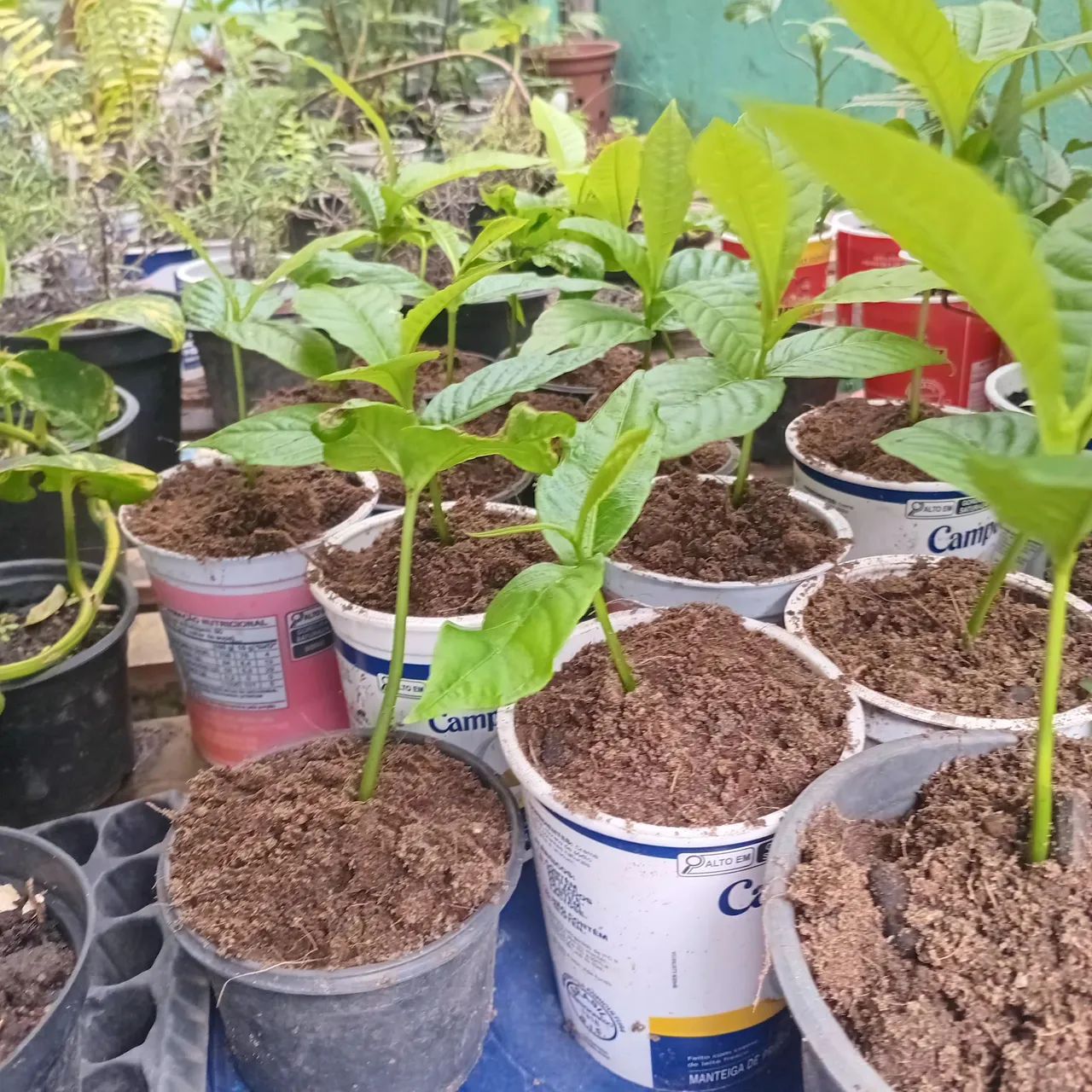 Planta: Abricó de macaco  - Foto 2