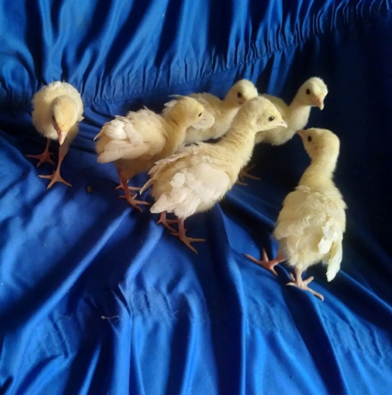 Peru fêmeas e machos já adultos - Foto 4