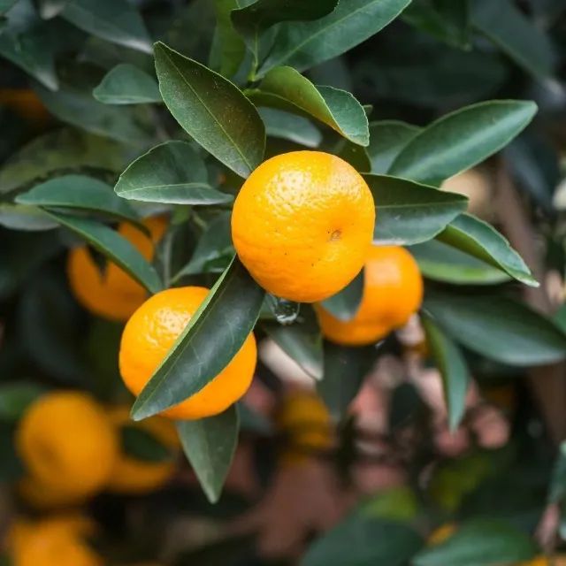 Laranja sanguínea (vermelha) - vendo mudas Enxertadas - Foto 5